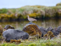 Whimbrel _J4X0116