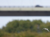 White-winged Black tern _J4X3591