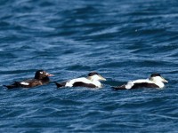 White-winged Scoter _J4X6870