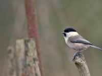 Willow Tit _J4X0239