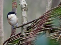Willow Tit _J4X8850