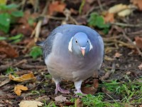 Wood Pigeon _M2A1258