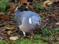 Wood Pigeon _M2A1266