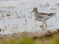 Wood Sandpiper _J4X6276