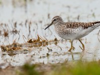 Wood Sandpiper _J4X6280
