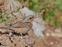 Wryneck _J4X4682
