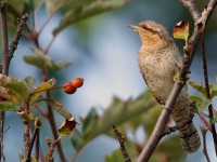 Wryneck _J4X4791