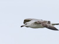 2ndw YLGull _J4X2347