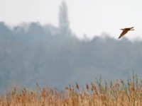 American Bittern _J4X8445 copy