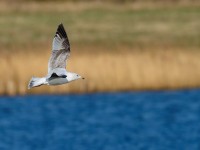 Argentatus Herring Gull _J4X7257 copy