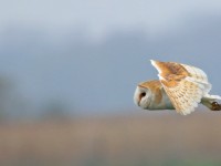 Barn Owl _M2A5655