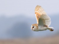 Barn Owl _M2A5658