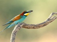 Bee-eater _J4X0838