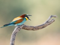 Bee-eater _J4X0885