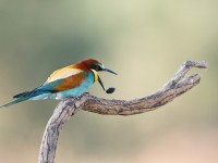Bee-eater _J4X0886