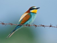 Bee-eater _J4X0900 copy