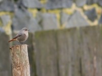 Black Redstart _M2A5268