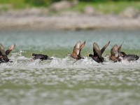 Black Scoter _M2A8156 copy