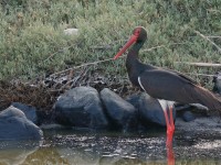 Black Stork _M2A9346 copy