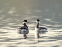 Black-necked Grebe _J4X7555
