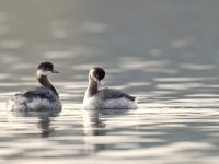 Black-necked Grebe _J4X7556