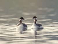 Black-necked Grebe _J4X7568 copy