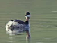 Black-necked Grebe _J4X7715