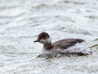 Black-necked Grebe _M2A4576 copy