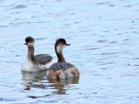 Black-necked Grebe _M2A5037