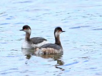 Black-necked Grebe _M2A5042