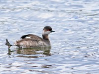 Black-necked Grebe _M2A5118 copy
