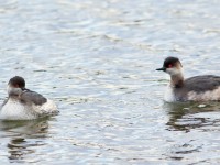 Black-necked Grebe _M2A5129