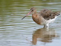 Black-tailed Godwit _J4X7720