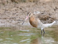 Black-tailed Godwit _J4X7752