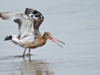 Black-tailed Godwit _J4X7771