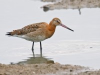 Black-tailed Godwit _J4X8848 copy