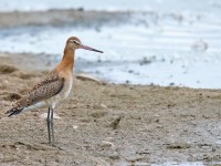 Black-tailed Godwit _J4X8857