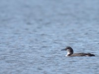 Black-throated Diver _J4X6744