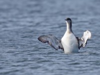 Black-throated Diver _J4X6858