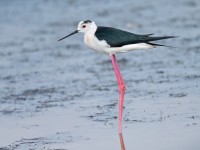 Black-winged Stilt _J4X1080