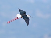 Black-winged Stilt _M2A9705