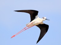 Black-winged Stilt _M2A9728