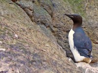 Brunnich's Guillemot_M2A3124
