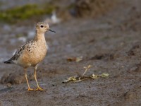 Buff-breasted Sandpiper _J4X8597