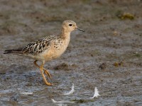 Buff-breasted Sandpiper _J4X8609