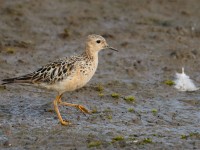 Buff-breasted Sandpiper _J4X8616