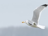 Caspain Gull adult _J4X2242 copy