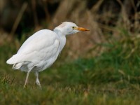 Cattle Egret _J4X7104