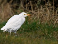 Cattle Egret _J4X7108