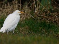 Cattle Egret _J4X7117